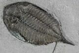 Dalmanites Trilobite Fossil - New York #99086-4